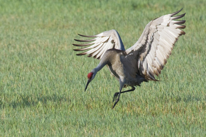 Sandhill Crane Displaying